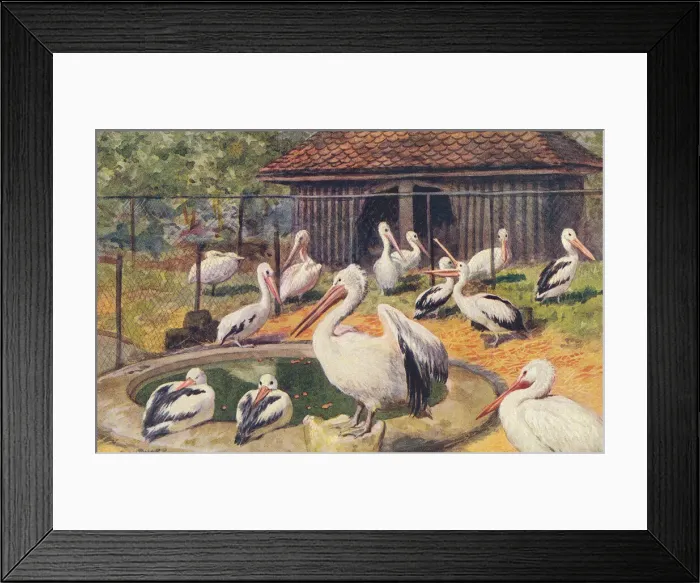 Framed Print : London Zoo Framed Print : London Zoo