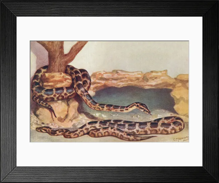 Framed Print : London Zoo Framed Print : London Zoo
