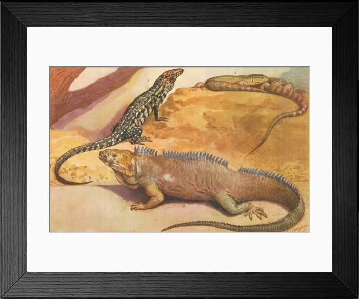 Framed Print : London Zoo Framed Print : London Zoo