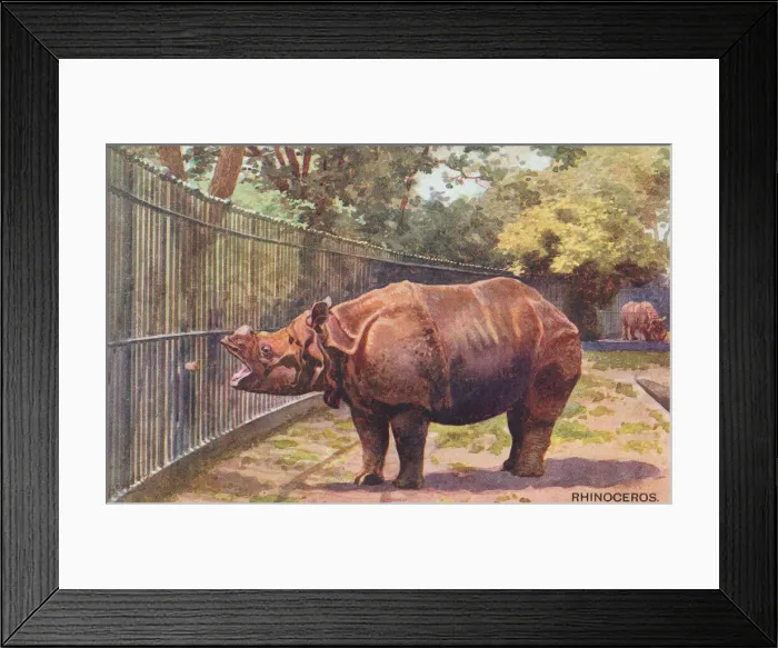 Framed Print : London Zoo Framed Print : London Zoo