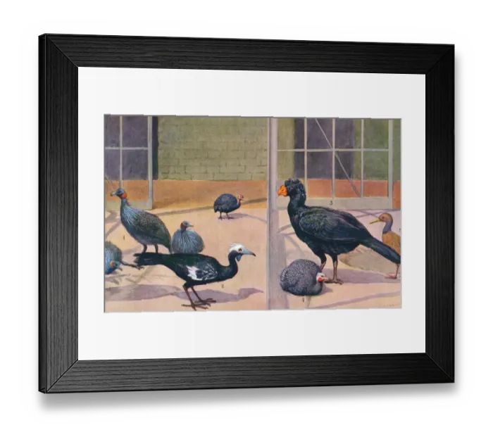 Framed Print : London Zoo Framed Print : London Zoo