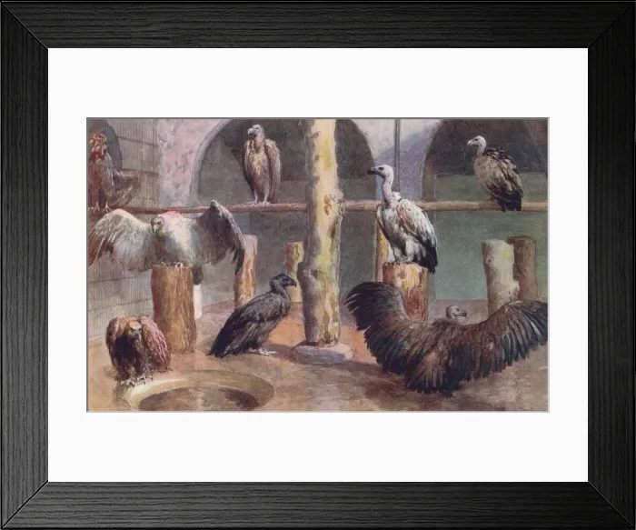 Framed Print : London Zoo Framed Print : London Zoo