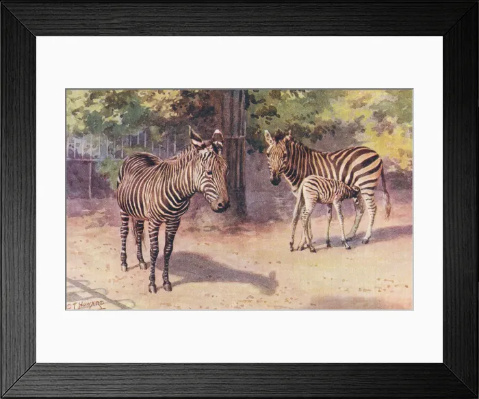 Framed Print : London Zoo Framed Print : London Zoo