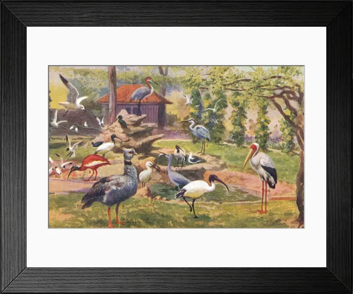 Framed Print : London Zoo Framed Print : London Zoo