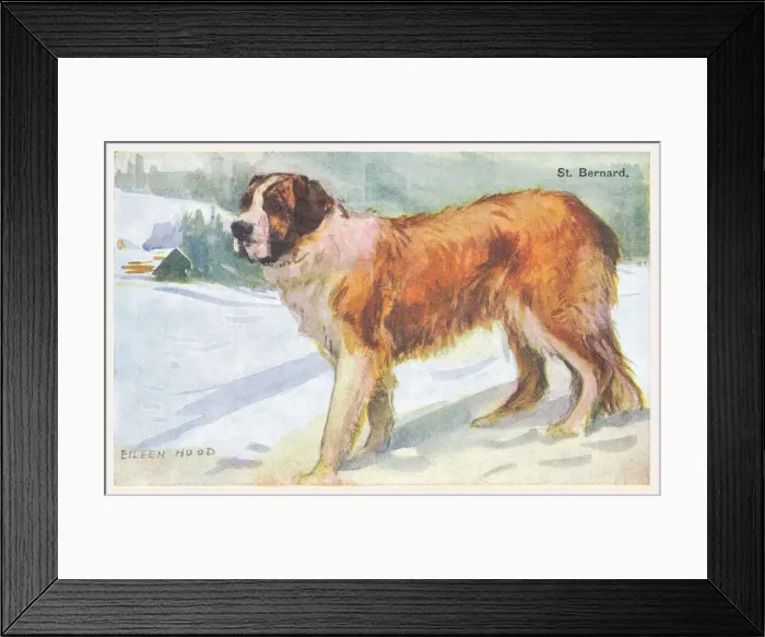 Framed Print : St Bernard Dog Framed Print : St Bernard Dog