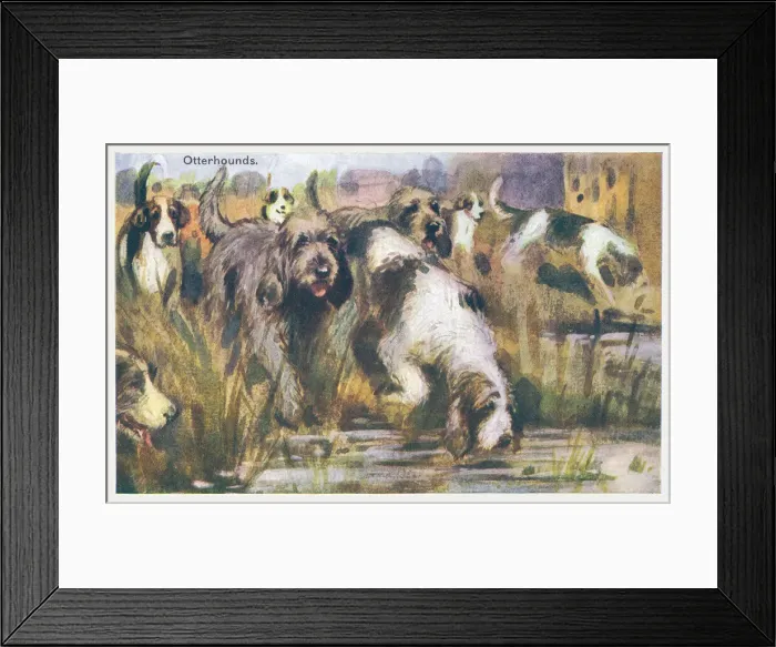 Framed Print : Otterhound Dogs Framed Print : Otterhound Dogs