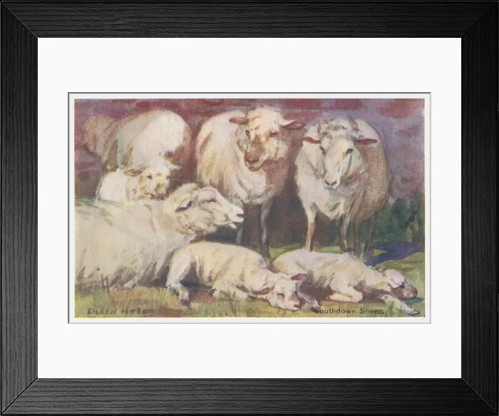 Framed Print : Sheep. Southdown sheep. Artist: Eileen Hood Date: circa 1930 Framed Print : Sheep. Southdown sheep. Artist: Eileen Hood Date: circa 1930