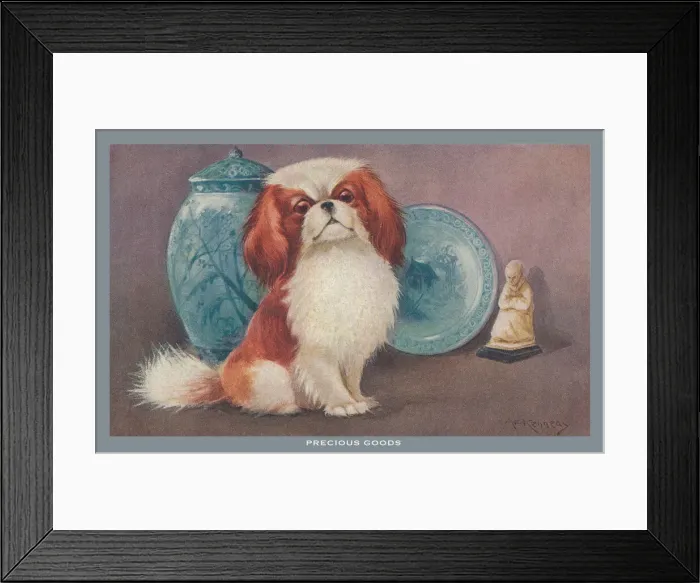 Framed Print : Pekingese Dog Framed Print : Pekingese Dog