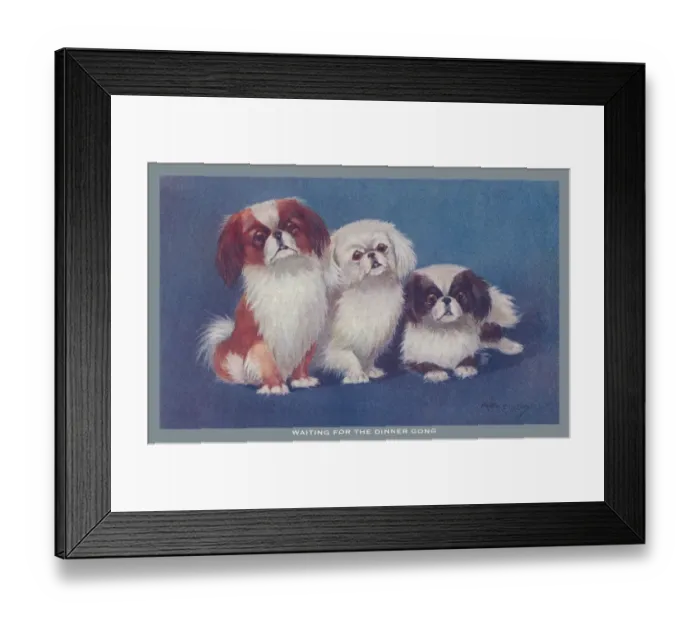 Framed Print : Pekingese Dogs Framed Print : Pekingese Dogs