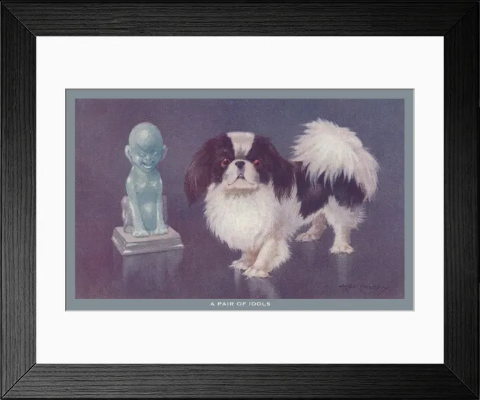 Framed Print : Pekingese Dog Framed Print : Pekingese Dog