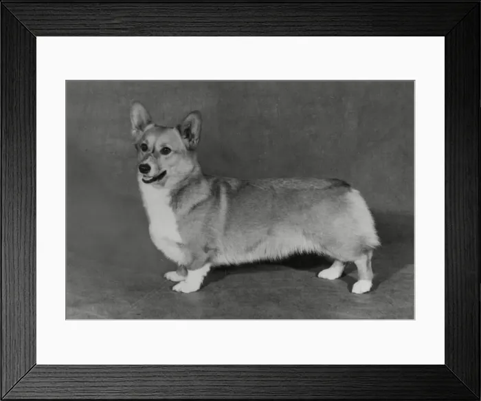 Framed Print : Ch. Evancoyd Personality Girl Framed Print : Ch. Evancoyd Personality Girl