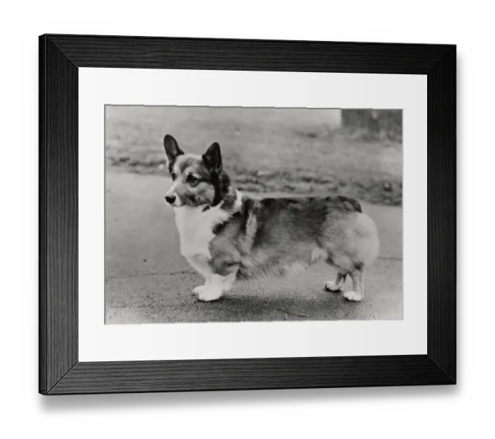 Framed Print : Ch. Caswell Duskie Knight