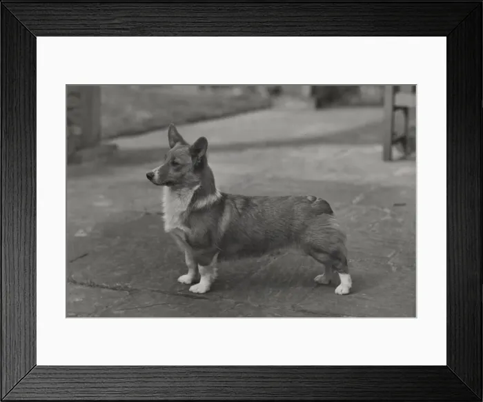Framed Print : Ch. Rozavel Rainbow. Welsh Corgi Pembroke. Date: 1948 Framed Print : Ch. Rozavel Rainbow. Welsh Corgi Pembroke. Date: 1948