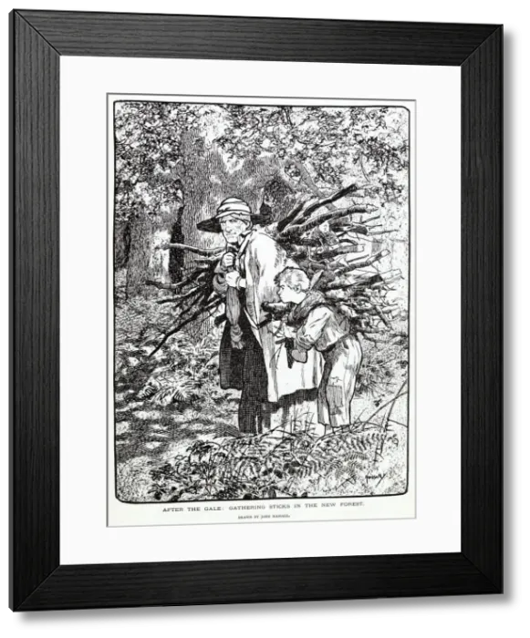 Framed Print : Gathering sticks in the New Forest. Date: 1903 Framed Print : Gathering sticks in the New Forest. Date: 1903