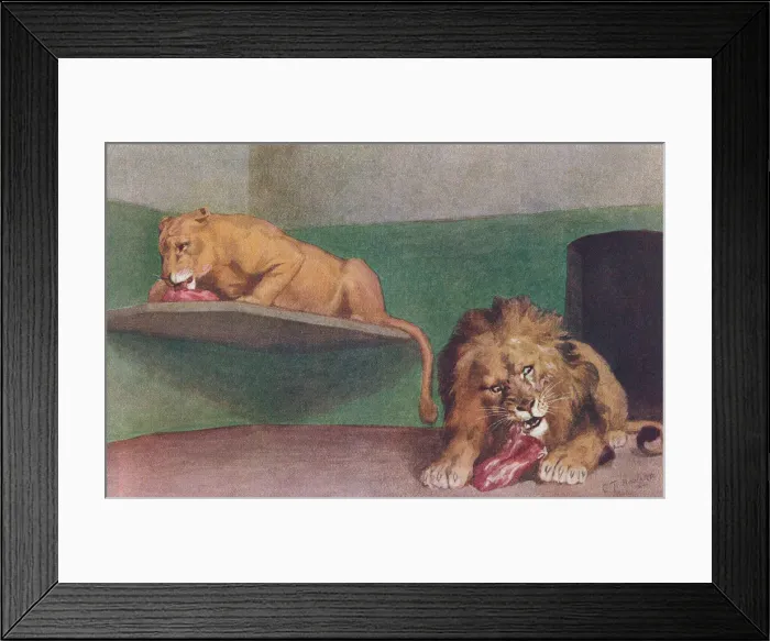 Framed Print : London Zoo Framed Print : London Zoo
