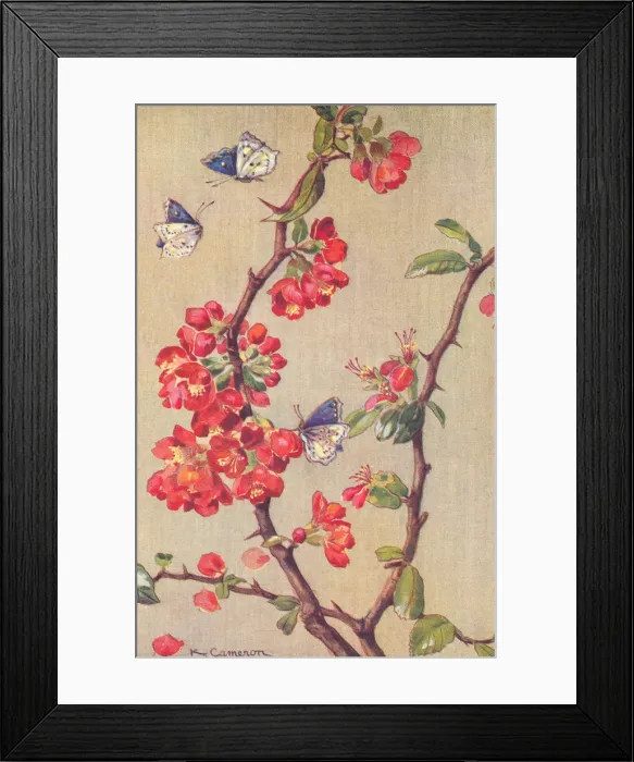 Framed Print : Butterflies and Apple Blossom Framed Print : Butterflies and Apple Blossom