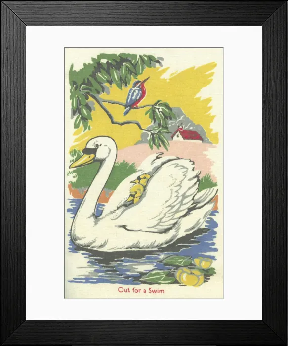 Framed Print : Swan and Cygnets Framed Print : Swan and Cygnets