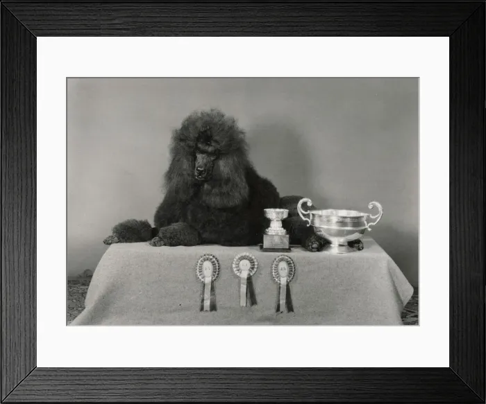 Framed Print : Standard poodle, Ch Leighbridge Catmint, with trophies and rosettes. Date: 1978 Framed Print : Standard poodle, Ch Leighbridge Catmint, with trophies and rosettes. Date: 1978