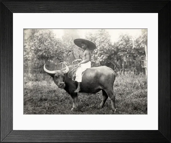 Framed Print : Boy riding water buffalo, Philippines Framed Print : Boy riding water buffalo, Philippines
