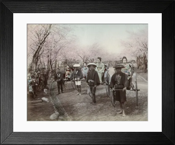 Framed Print : A group of geishas in rickshaws in a Japanese park Framed Print : A group of geishas in rickshaws in a Japanese park