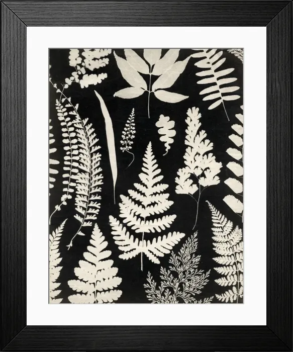Framed Print : Mid 19th century photogram of leaves and ferns, England Framed Print : Mid 19th century photogram of leaves and ferns, England