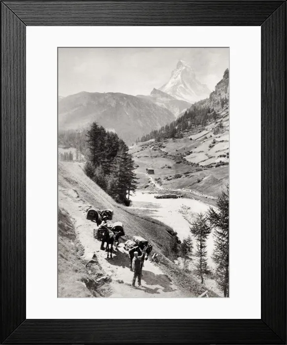 Framed Print : Pack mules trekking below the Eiger mountain Framed Print : Pack mules trekking below the Eiger mountain