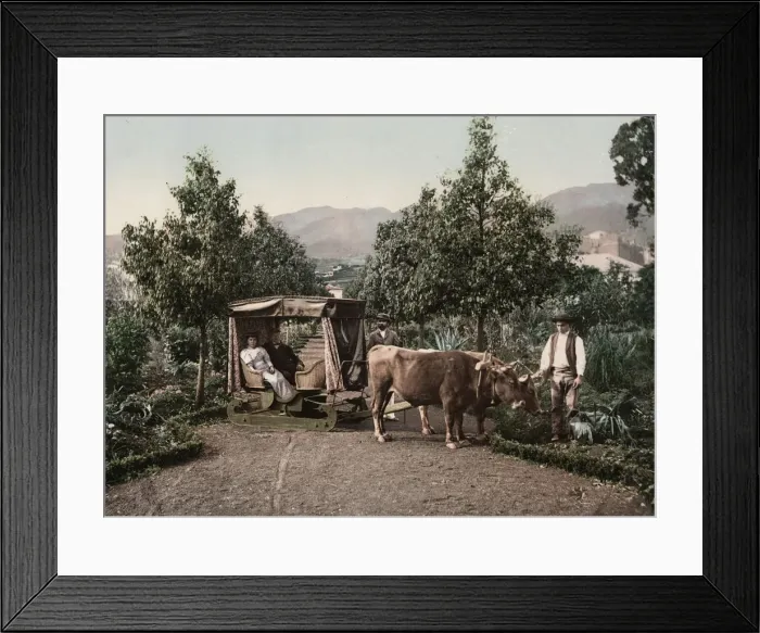 Framed Print : Man & woman in sledge drawn by bullocks / oxen, Madeira island Framed Print : Man & woman in sledge drawn by bullocks / oxen, Madeira island