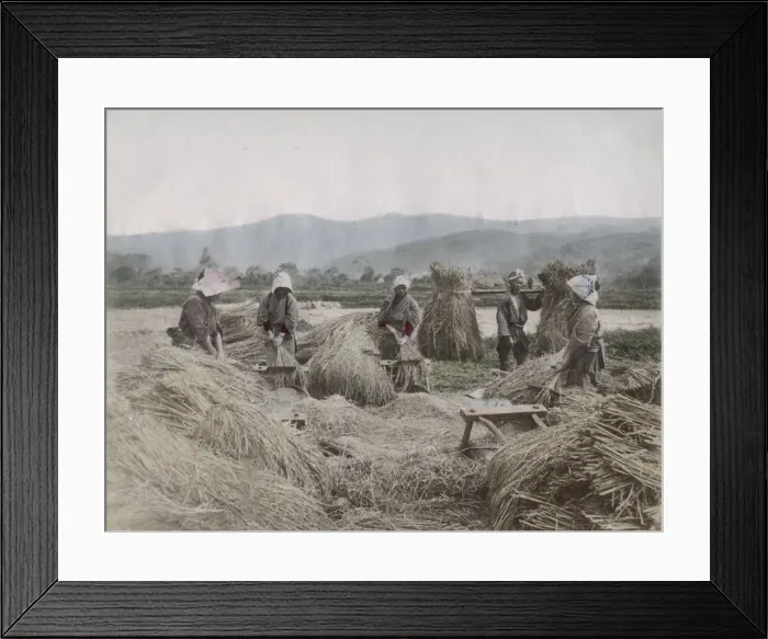 Framed Print : Harvesting the rice crop in Japan Framed Print : Harvesting the rice crop in Japan