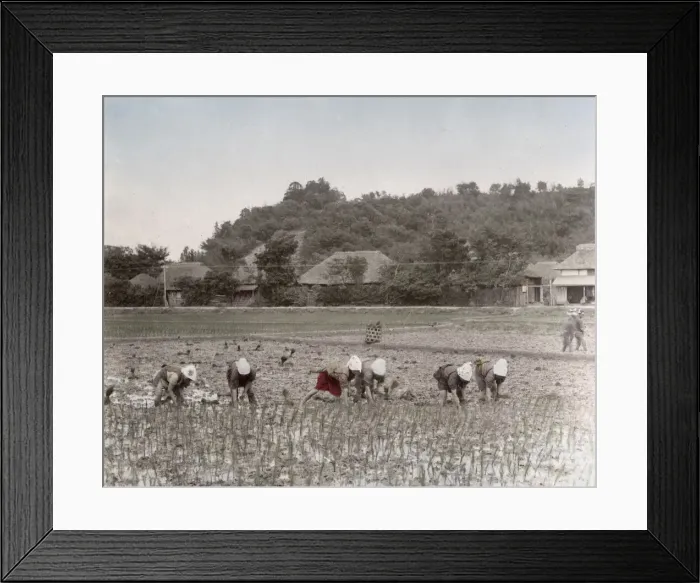 Framed Print : Planting rice, Japan Framed Print : Planting rice, Japan