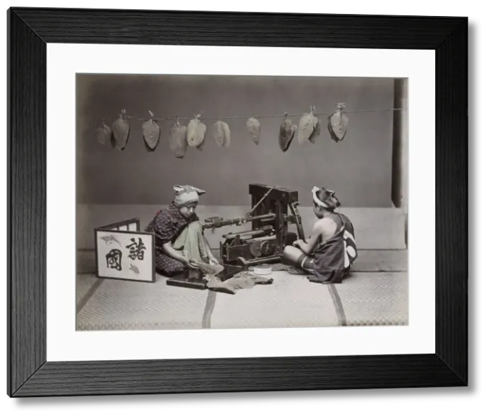 Framed Print : Processing tobacco leaves, studio scene, Japan Framed Print : Processing tobacco leaves, studio scene, Japan