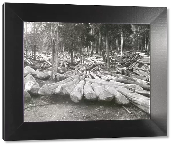 Timber logging forestry in Burma c. early 20th century