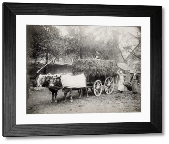 Framed Print : Farm ox cart with hay, farm workers, pitchforks, European