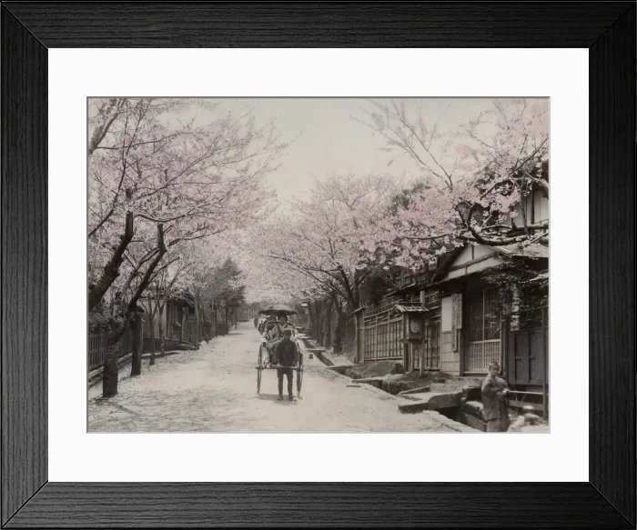 Framed Print : Cherry blossom, rickshaw, Nogeyama, Yokohama, Japan Framed Print : Cherry blossom, rickshaw, Nogeyama, Yokohama, Japan