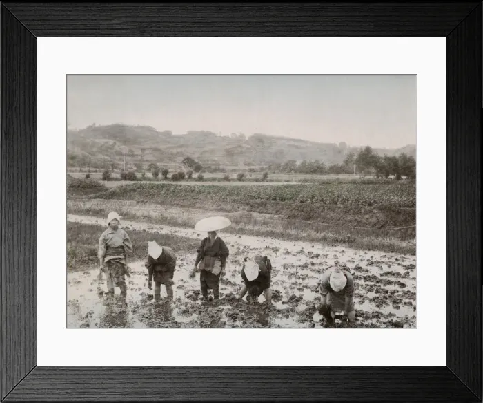 Framed Print : Farm workers transplanting rice sprouts, Japan Framed Print : Farm workers transplanting rice sprouts, Japan