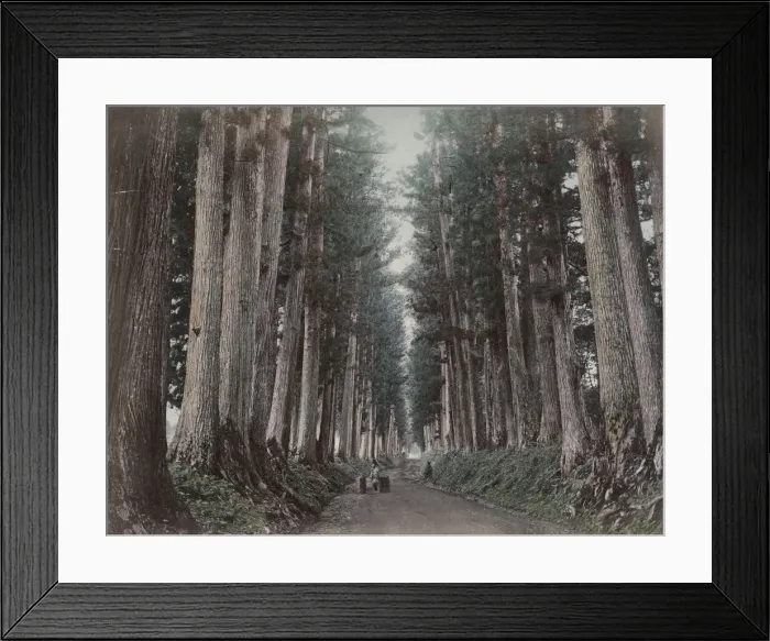 Framed Print : Large pine trees along the Imaichi Road, Nikko, Japan Framed Print : Large pine trees along the Imaichi Road, Nikko, Japan