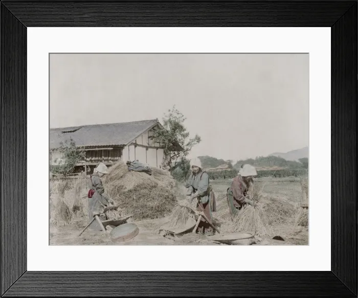 Framed Print : Farm workers stripping grains of rice from straw, Japan Framed Print : Farm workers stripping grains of rice from straw, Japan