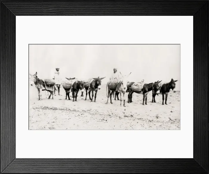 Framed Print : Donkeys laden with goods, on the beach Algeria Framed Print : Donkeys laden with goods, on the beach Algeria