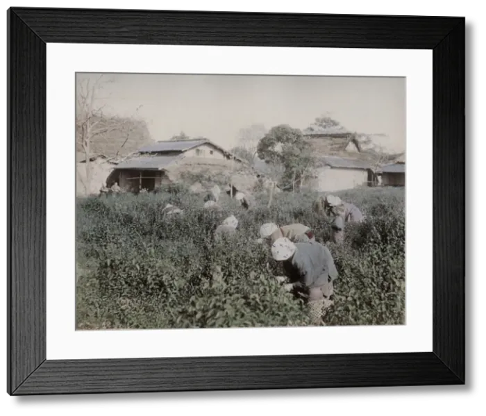 Framed Print : Farm workers picking tea, Japan Framed Print : Farm workers picking tea, Japan