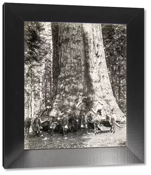 The Grizzly giant, sequoia tree, Maarispos Grove, California