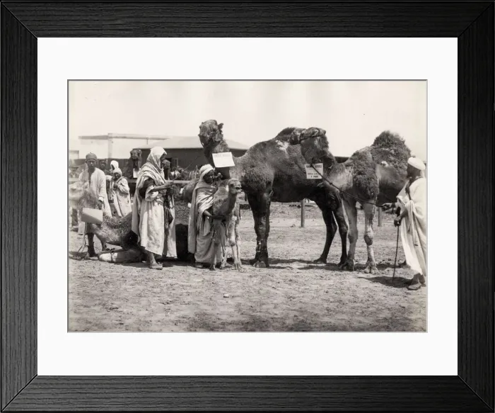 Framed Print : Egypt, men with adult and baby camels Framed Print : Egypt, men with adult and baby camels