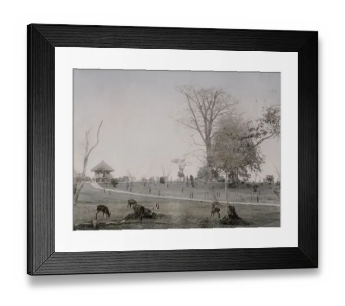 Framed Print : Deer in the park at Nara, Japan Framed Print : Deer in the park at Nara, Japan