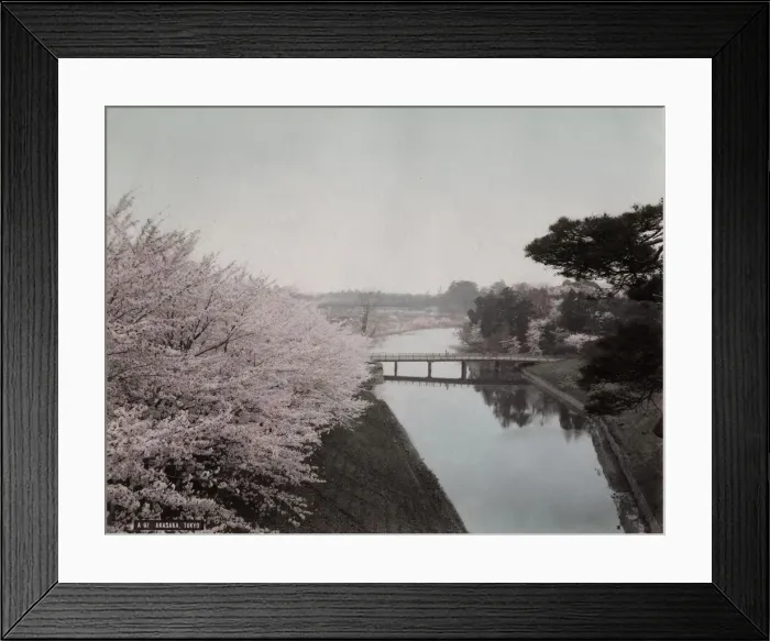 Framed Print : Cherry blossom & moat in Akasaka area of Tokyo, Japan Framed Print : Cherry blossom & moat in Akasaka area of Tokyo, Japan
