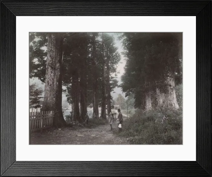 Framed Print : Trees along the shoreline at Hakone Lake, Japan Framed Print : Trees along the shoreline at Hakone Lake, Japan
