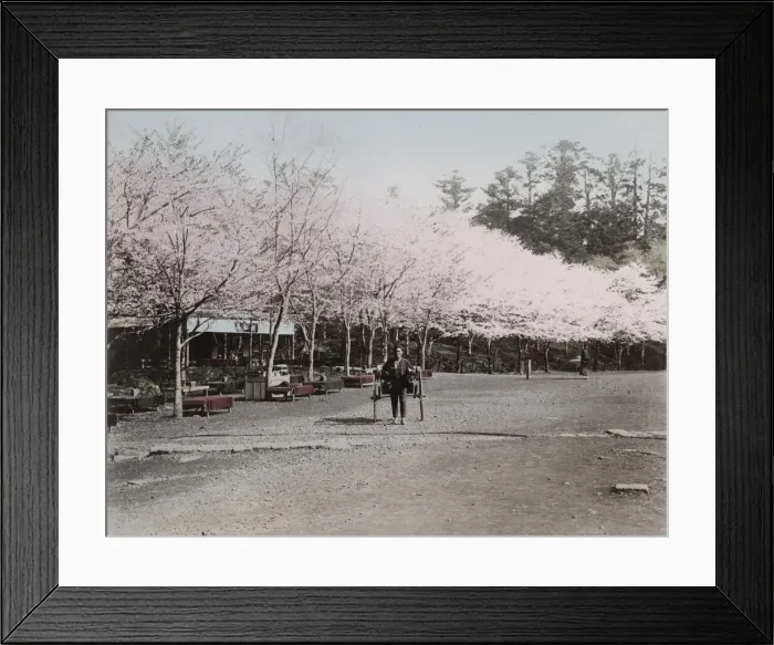Framed Print : Rickshaw and cherry blossom in Ueno Park, Tokyo Framed Print : Rickshaw and cherry blossom in Ueno Park, Tokyo