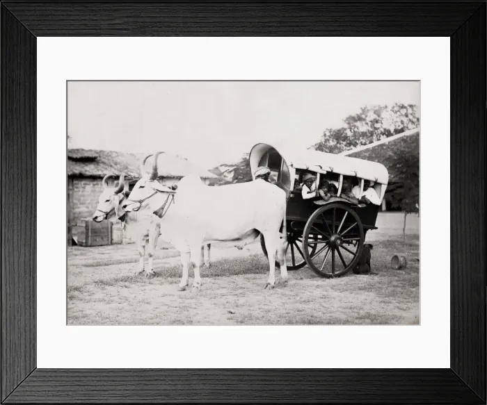 Framed Print : Covered ox cart for transporting people, gharry, gharri, In Framed Print : Covered ox cart for transporting people, gharry, gharri, In
