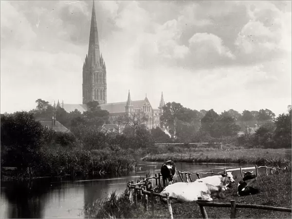 Salisbury Cathedral, across river, cows in the foreground