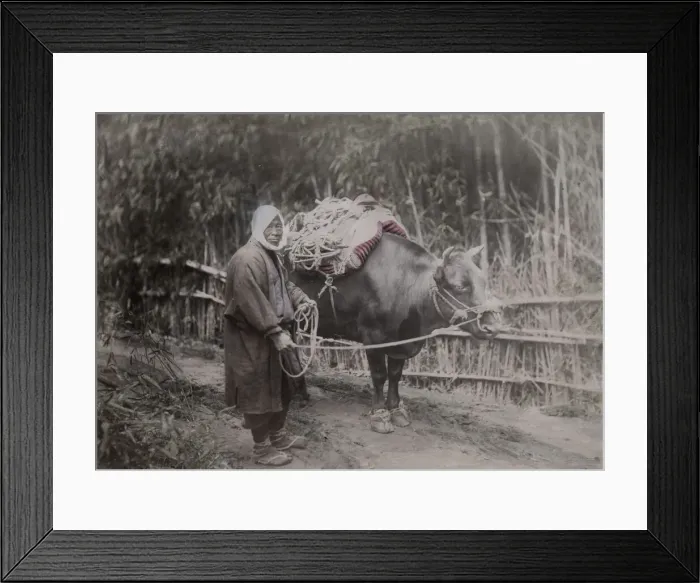Framed Print : Farmer and his ox, Japan Framed Print : Farmer and his ox, Japan