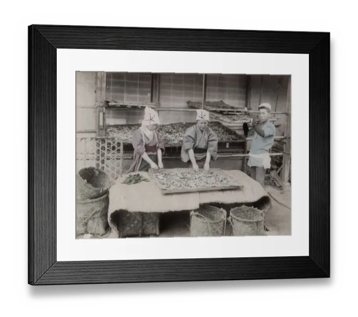 Framed Print : Working with silk worms, Japan Framed Print : Working with silk worms, Japan