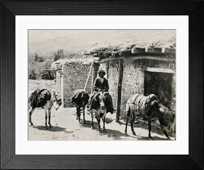 Framed Print : Caucasus Georgia Tiflis Tblisi - Caucasian pack mules Framed Print : Caucasus Georgia Tiflis Tblisi - Caucasian pack mules