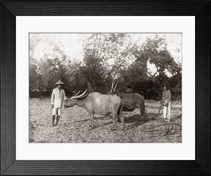 Framed Print : c. 1880s South East Asia - Philippines - men ploughing Framed Print : c. 1880s South East Asia - Philippines - men ploughing